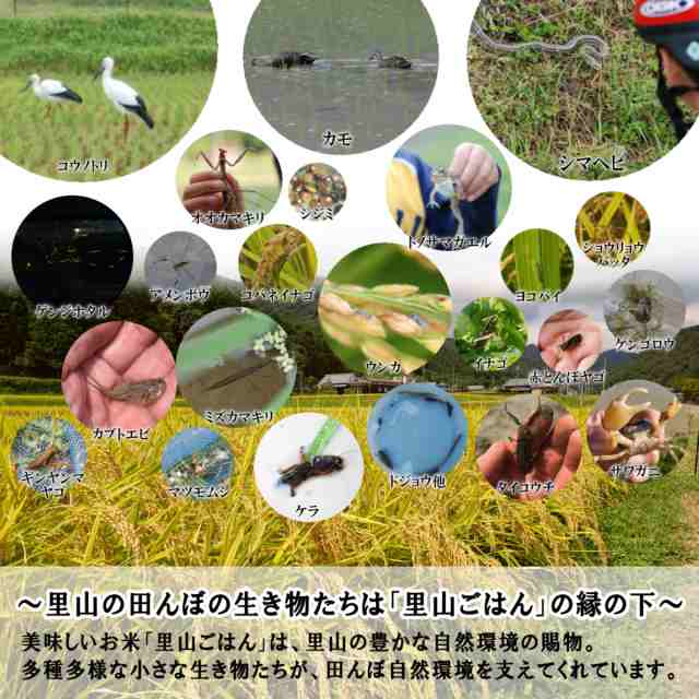 新米 令和5年産 お米 5kg 送料無料 無洗米 精米にて 清流きぬひかり芥