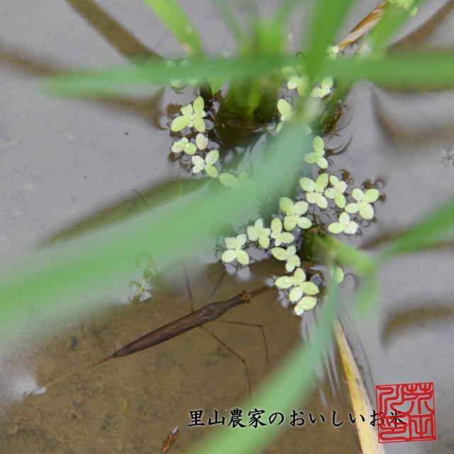 令和7年産 新米 米 お米 10kg 5kg×2 送料無料 玄米 清流きぬひかり芥田川 石抜処理済 玄米食 農家産地直送 10キロ お米ギフト 贈り物