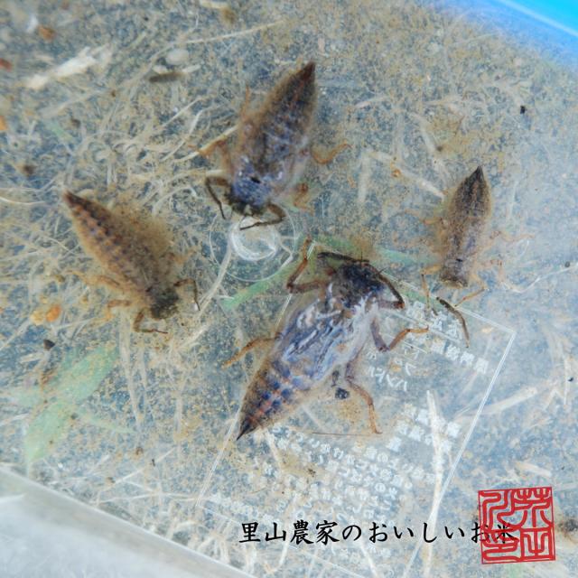 令和7年産 新米 米 お米 10kg 5kg×2 送料無料 玄米 清流きぬひかり芥田川 石抜処理済 玄米食 農家産地直送 10キロ お米ギフト 贈り物