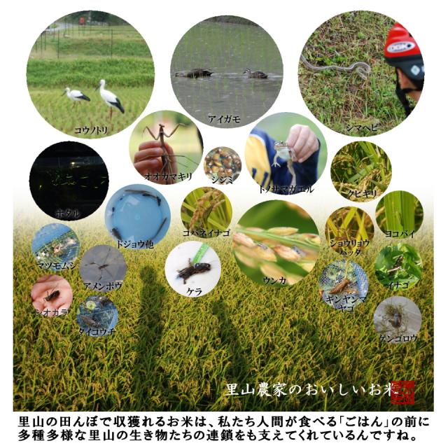 【令和8年産 新米予約】 米 お米 10kg×3 30kg 送料無料 選べるオーダー精米にてお届け 清流ひのひかり芥田川 生産農家 産地直送 農家の低温精米 無洗米 白米 7分づき 5分づき 3分づき お米ギフト 贈答_19