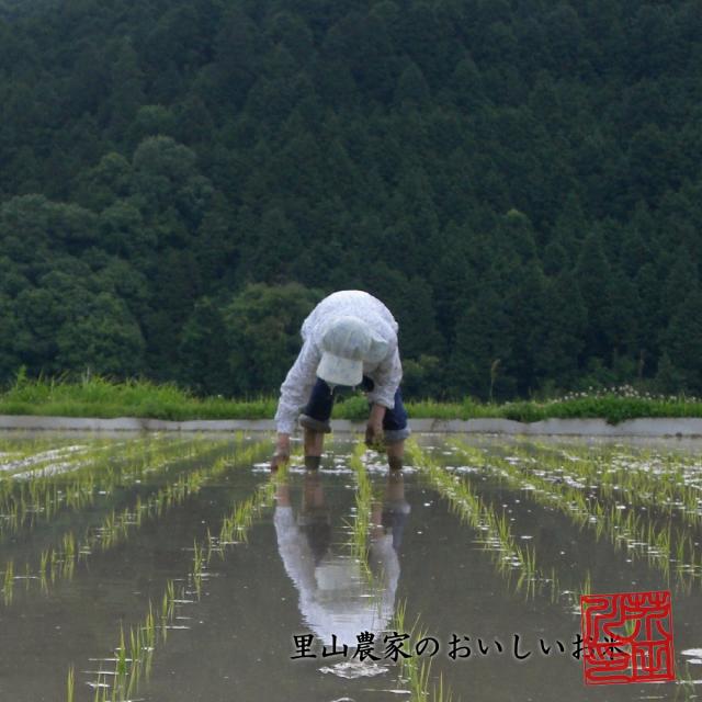 令和7年産 新米 米 お米 10kg 5kg×2 送料無料 玄米 清流きぬひかり芥田川 石抜処理済 玄米食 農家産地直送 10キロ お米ギフト 贈り物