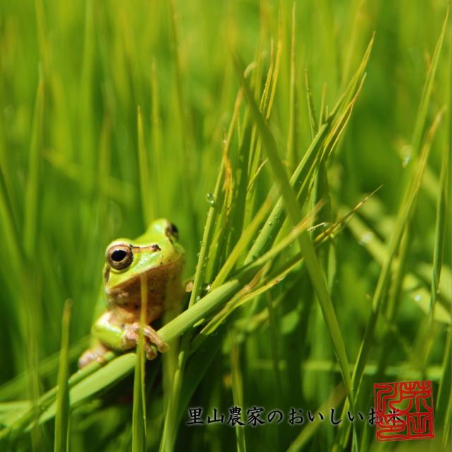 令和7年産 新米 米 お米 10kg 5kg×2 送料無料 玄米 清流きぬひかり芥田川 石抜処理済 玄米食 農家産地直送 10キロ お米ギフト 贈り物