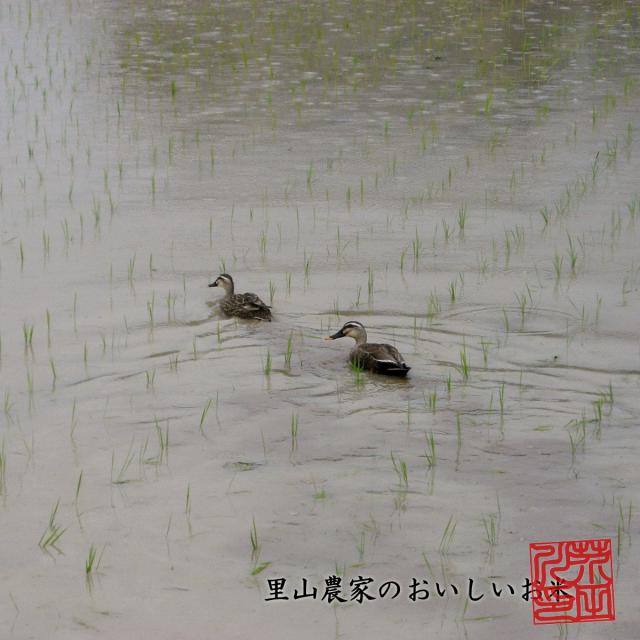 令和7年産 新米 米 お米 10kg 5kg×2 送料無料 玄米 清流きぬひかり芥田川 石抜処理済 玄米食 農家産地直送 10キロ お米ギフト 贈り物