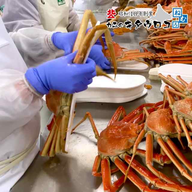 かに カニ 蟹 希少な北海道工場加工 ずわいがに 姿まるごと 800～900g×2尾入 計1.6～1.8kg ボイル ズワイガニ ギフト 送料無料の通販はau  PAY マーケット - カニのキタウロコ