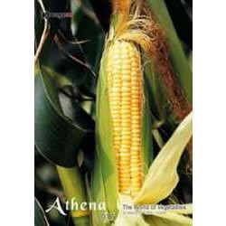 【未使用】【中古】 アテナ Vol.17 野菜の風景