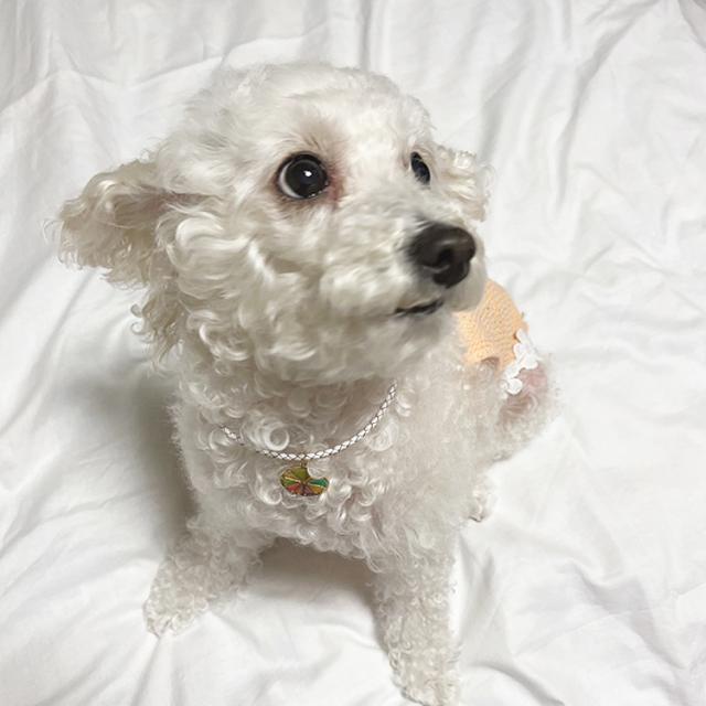 オーダーメイド 首輪 犬 おしゃれ 中型犬 小型犬 本革 かわいい 犬首輪 犬の首輪 猫用首輪 ペット ネックレス 手作りフルーツチャーの通販はau Pay マーケット Victoria Roi