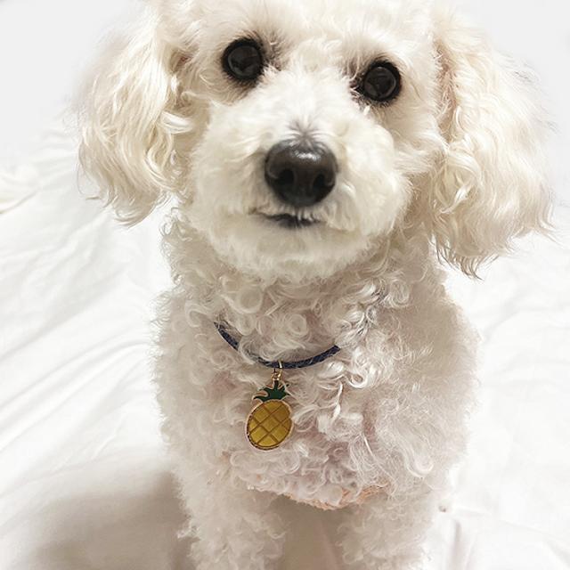 オーダーメイド 首輪 犬 おしゃれ 中型犬 小型犬 本革 かわいい 犬首輪 犬の首輪 猫用首輪 ペット ネックレス 手作りフルーツチャーの通販はau Pay マーケット Victoria Roi