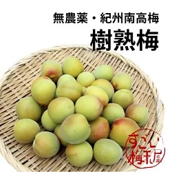 樹熟梅（きじゅくうめ） 8kg 無農薬 南高梅 熊野 生梅 手摘み