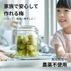樹熟梅（きじゅくうめ） 30kg 無農薬 南高梅 熊野 生梅 手摘み