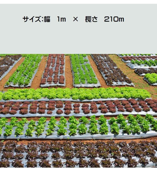 マルチ マルチシート 黒マルチ 防草 薄手 1m×210m ビニールマルチ 幅 マルチ マルチシート 黒マルチ 防草 薄手 1m×210m ビニールマルチ 幅