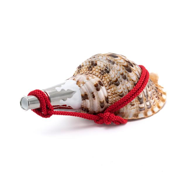 No.136 法螺貝（ほら貝） 12インチ 大型法螺貝 ホラガイ 36cm 法螺貝