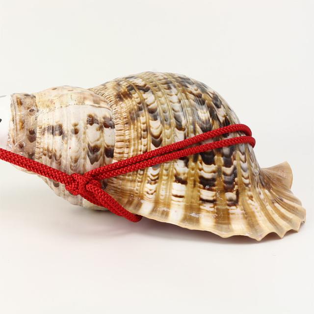 No.9 法螺貝（ほら貝） 大型