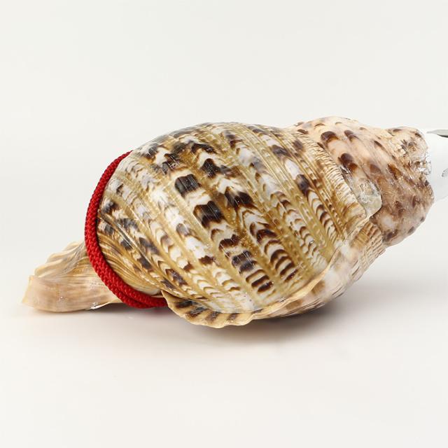 大法螺貝　ホラ貝 法螺貝 ほら貝 大型 No.9 : 宮忠 - 通販 - Yahoo!ショッピング