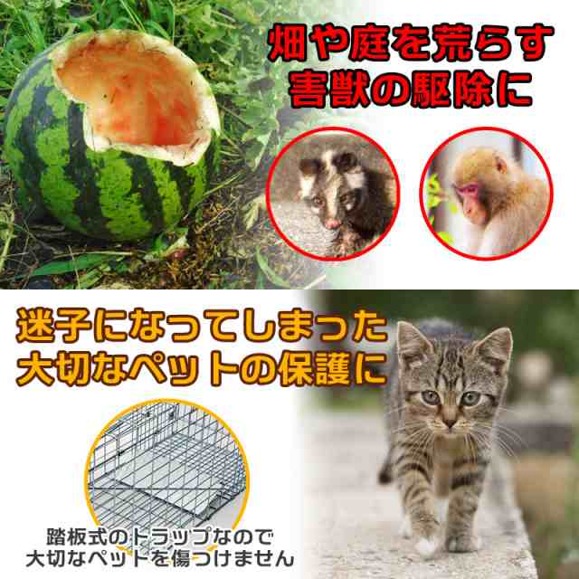 捕獲器 捕獲機 猫 32インチ モグラ 保護 アニマルキャッチャー 罠 わな バネ式 アニマルトラップ トラップケージ ハクビシン 害獣 動物  の通販はau PAY マーケット ハイヒールと厚底靴のブルアイ au PAY マーケット－通販サイト