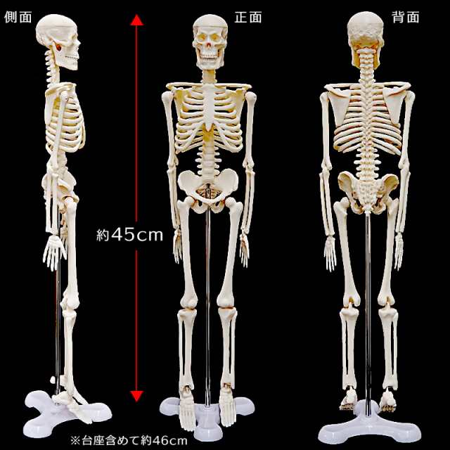 全身骸骨 全身骨格 1/4モデル 45cm 可動式 人体模型 頭がい骨 脳外科 耳鼻科 眼科 歯科 関節 高品質 学習 勉強 資料 教材 リアル 展示  ディスプレイ インテリア 置物 オブジェ 人体骨格標本 理科室 整骨院 病院 医務室 実験用 骨格模型 ガイコツ ドクロ