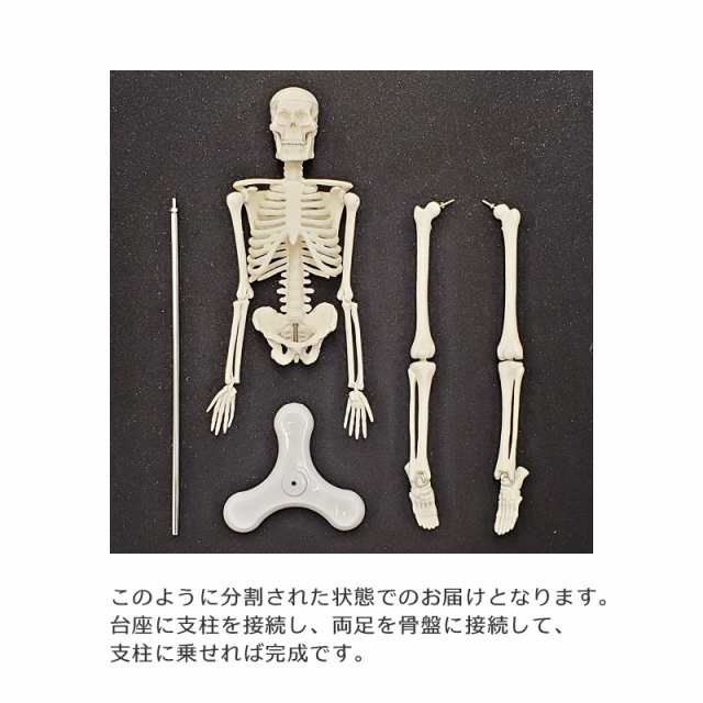 全身骸骨 全身骨格 1/4モデル 45cm 可動式 人体模型 頭がい骨 脳外科 耳鼻科 眼科 歯科 関節 高品質 学習 勉強 資料 教材 リアル 展示  ディスプレイ インテリア 置物 オブジェ 人体骨格標本 理科室 整骨院 病院 医務室 実験用 骨格模型 ガイコツ ドクロ