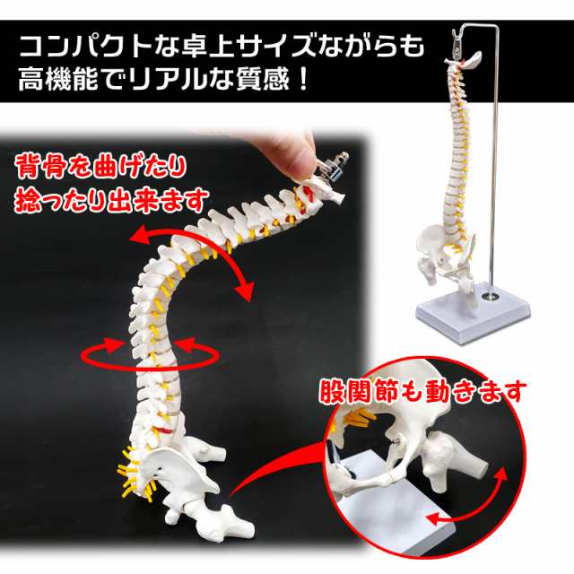 股関節付☆脊柱模型可動型椎間板付人体模型神経ヘルニア□ - オフィス用品