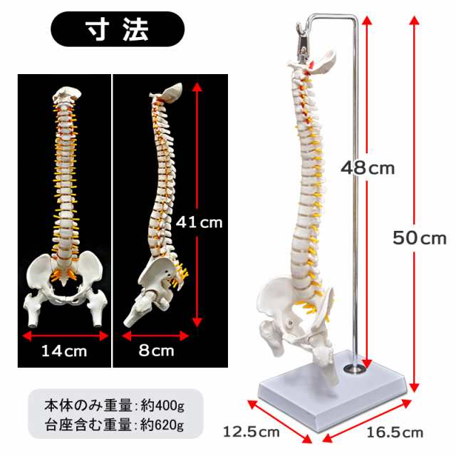 人体模型 脊椎骨盤模型 骨脊椎 せきつい 股関節あり 45cm 1 2サイズ