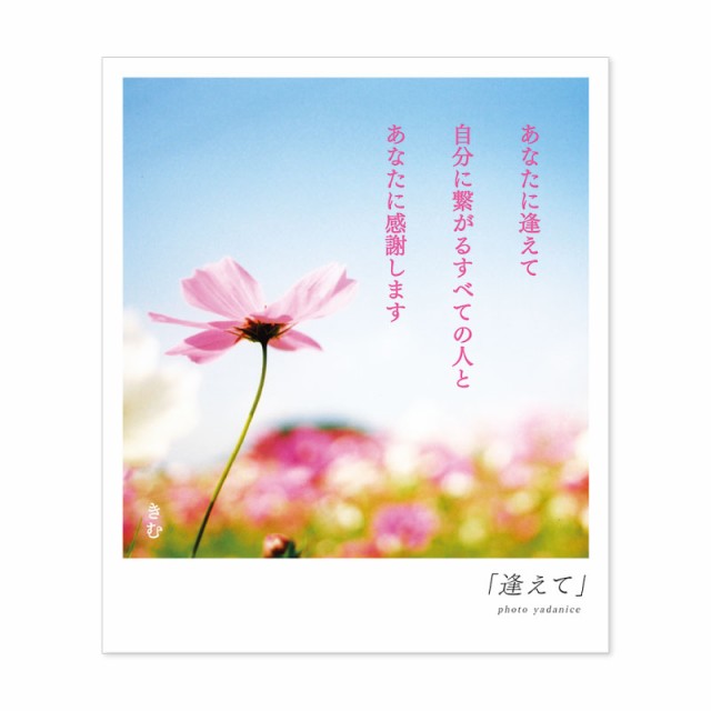 詩人きむ 言葉の花束ポストカード 逢えて 名言 格言 詩人 言葉 ことば 夢 勇気 元気 卒業 旅立ち 感謝 教員 先生 メッセージの通販はau Pay マーケット いろはショップオンライン Au Pay マーケット店