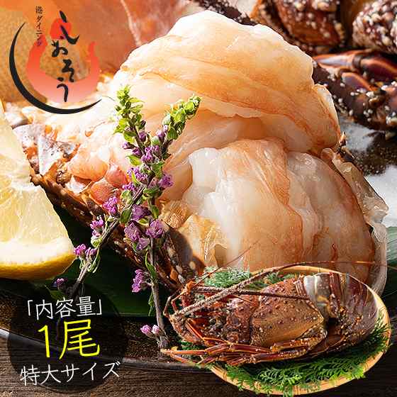 伊勢海老 千葉県産 外房イセエビ 特大サイズ600g×1尾 刺身 冷凍