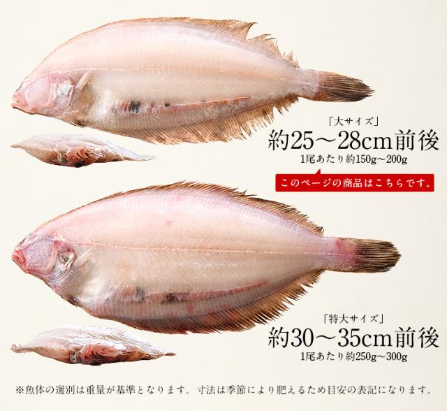 笹カレイ かれい カレイ 干物 浜田 約150 0g 4尾 大サイズ 約25 28cm前後 島根県産の通販はau Pay マーケット 港ダイニングしおそう