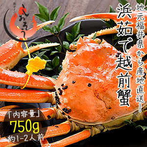越前かに 750g前後×1尾 大サイズ 越前蟹 越前がに （着日指定不可） 越前ガニ 蟹 かに 冬ギフト 冬グルメの通販は 19,564円