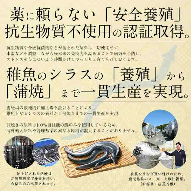 うなぎ 蒲焼き 国産 無頭 中サイズ 142g前後×2尾 ウナギ 鰻 化粧箱 冬