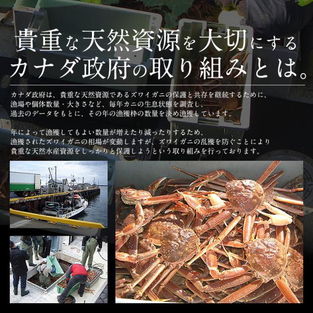 ズワイガニ 姿 600g前後×3尾 ずわいがに ボイル かに 蟹 カニ ずわい蟹 ズワイ蟹 贈り物 鍋 蟹味噌 送料無料 ギフト プレゼント 父の日_2