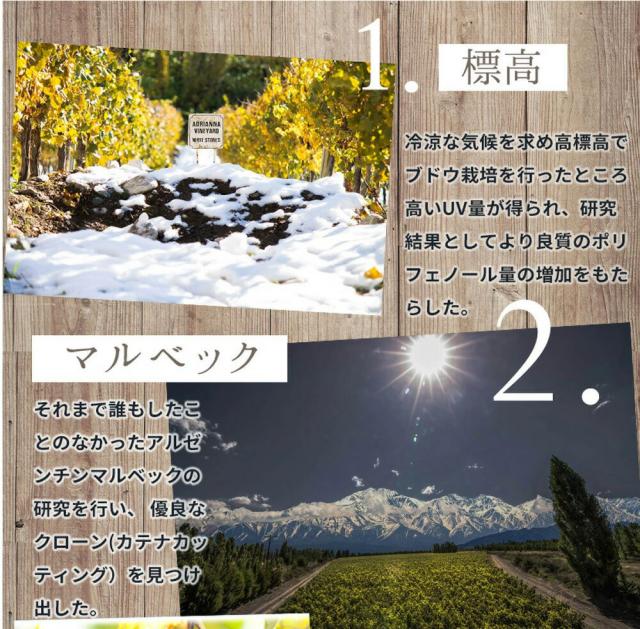 カテナ サパータ ニカシア ヴィンヤード (シングル ヴィンヤード