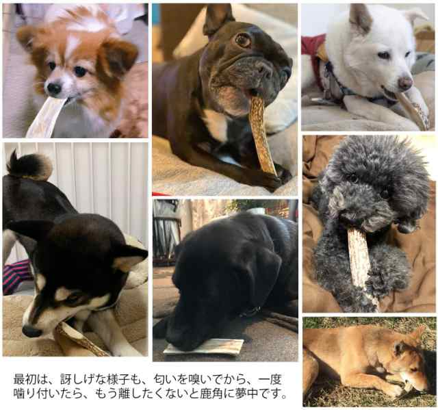 鹿の角 犬 おもちゃ 15ｃｍ 中型犬 無添加 おやつ エゾジカ 国産 鹿 角 ガム デンタルケア Monolifeの通販はau Pay マーケット モノライフ