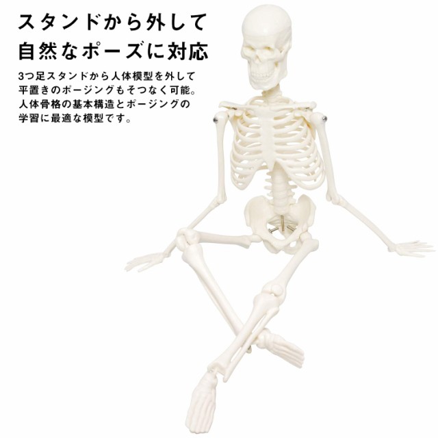 monolife 人体骨格模型 骨格標本 稼動 直立 スタンド 教材 45cm 1/4 ...