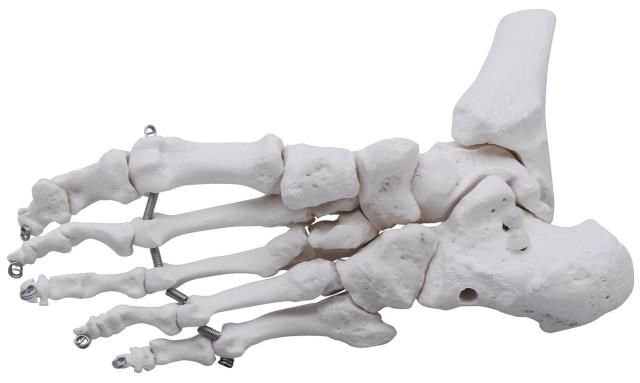足骨モデル 足骨模型 足関節模型 足首 右足 標本 足首