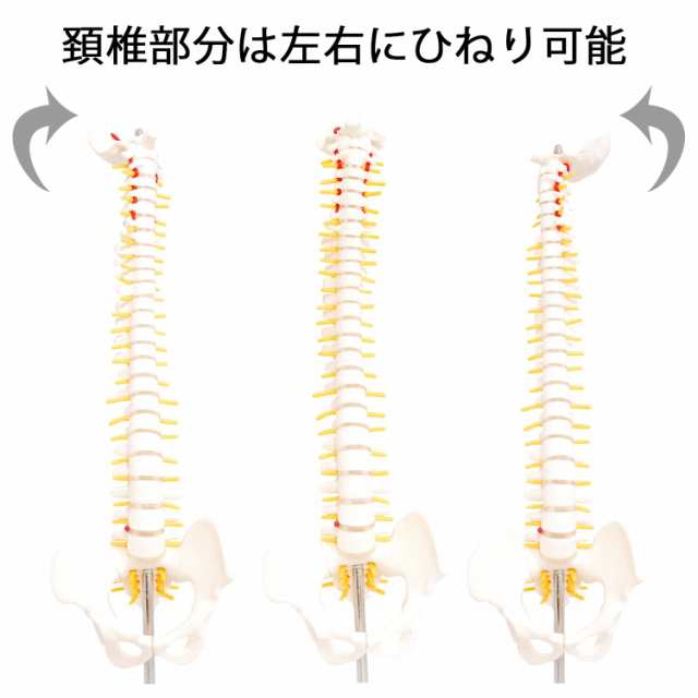 模型Human Model 胸郭・股関節付脊髄骨盤模型 仙骨部一部脱着可 8SC QS21 ソムソ