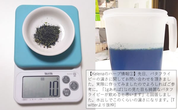 バタフライピー（Butterfly Pea・蝶豆・チョウマメ）