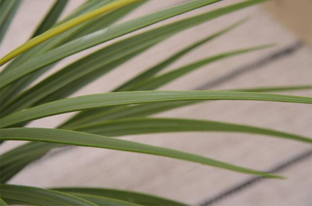 人工観葉植物 フェイクグリーン ミニパイナップル GRN-12 H67cm 人工植物 観葉植物 おしゃれ フェイク 造花 大型 グリーン インテリア_5