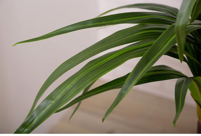 人工観葉植物 フェイクグリーン ドラセナ GRN-15 H140cm 人工植物 観葉植物 おしゃれ フェイク 造花 大型 グリーン インテリア_5