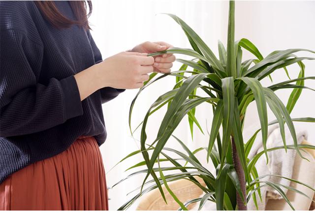 人工観葉植物 フェイクグリーン ドラセナ GRN-15 H140cm 人工植物 観葉植物 おしゃれ フェイク 造花 大型 グリーン インテリア_6