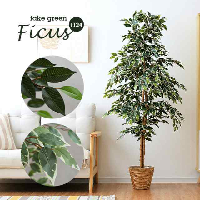 人工観葉植物 フェイクグリーン Ficuse フィカス 1124 H170cm 2種対応 人工植物 観葉植物 おしゃれ フェイク 造花 大型 グリーン インテの通販はau Pay マーケット 家具のわくわくランド Au Payマーケット店