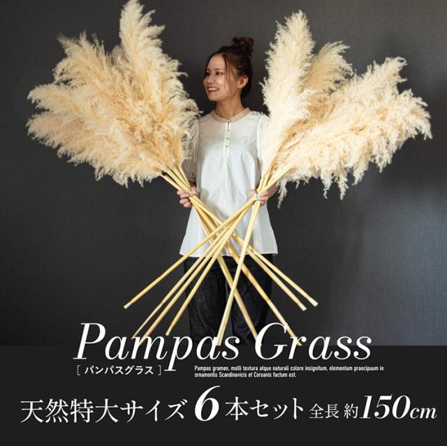 ドライフラワー 天然 穂 インテリア スワッグ 花束 花材 観葉植物 リース ブーケ おしゃれ シンプル 北欧 韓国 ふわふわ リビング ダイニング 和室 玄関 PampasGrass(パンパスグラス) 特大サイズ 150cm 6本セット