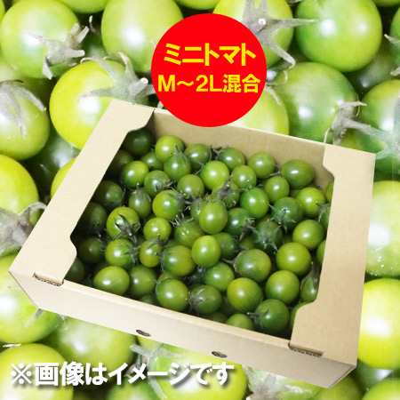 訳あり 送料無料 ミニトマト 北海道 ミニトマト M 2lサイズ 2kg 2キロ 価格 2980円 トマト とまと 無撰別 品種 みどりちゃんの通販はau Pay マーケット 北海道 ポイント 市場