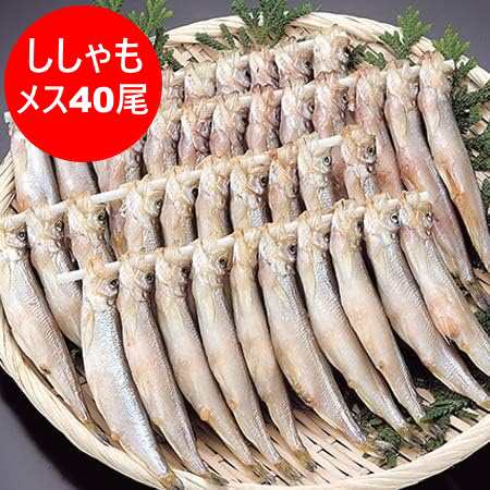 ししゃも 送料無料 ししゃも メス 北海道 子持ち ししゃも 北海道産 本ししゃも シシャモ メス 40尾 ( 20尾×2 ) 箱入り 魚介類 シーフード シシャモ 柳葉魚の通販は