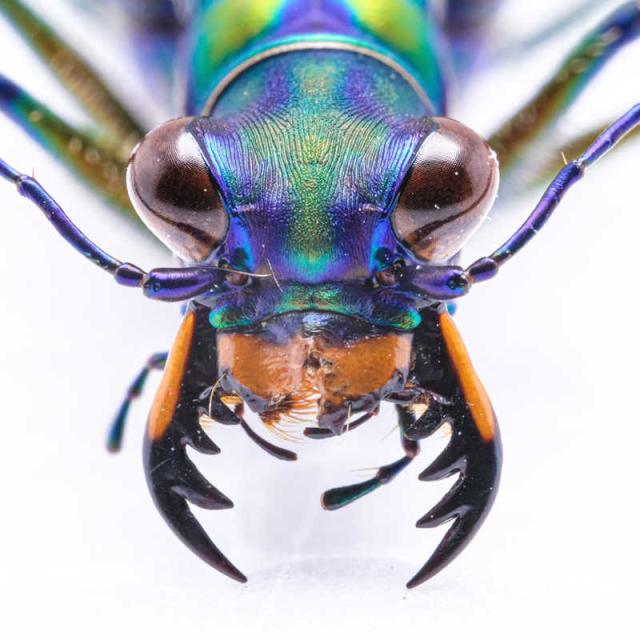 LAOWA カメラレンズ ［FUJIFILM X /単焦点レンズ］ 65mm F2.8 2X Ultra