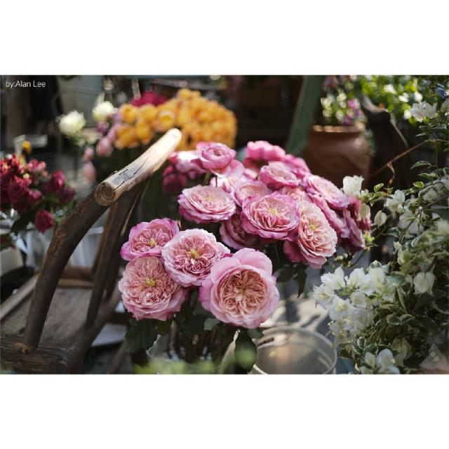 MRDING MR. DING Pactcron 35mm F1.8 ［ライカM / 単焦点レンズ