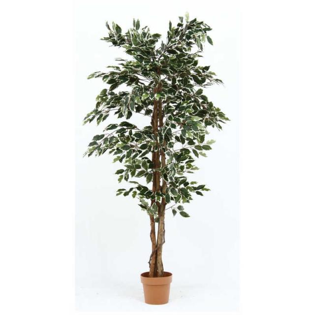 不二貿易　観葉植物 フィカス 1124 B　52664の通販は 14,890円