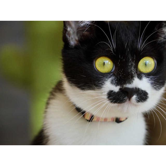 タムロン　カメラレンズ (ソニーE/APS-C用)　18-300mm F/3.5-6.3 Di III-A VC VXD (Model B061)