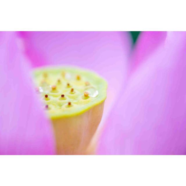 タムロン　カメラレンズ (ニコンZ用)　90mm F2.8 Di III MACRO VXD/Model F072Z_7