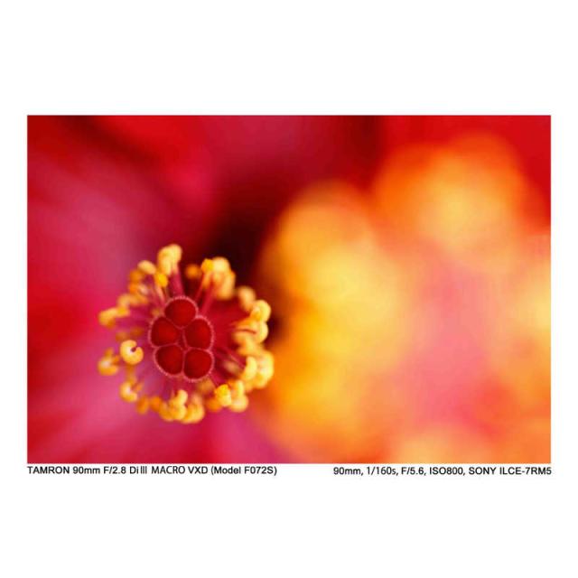 タムロン　カメラレンズ (ニコンZ用)　90mm F2.8 Di III MACRO VXD/Model F072Z_12