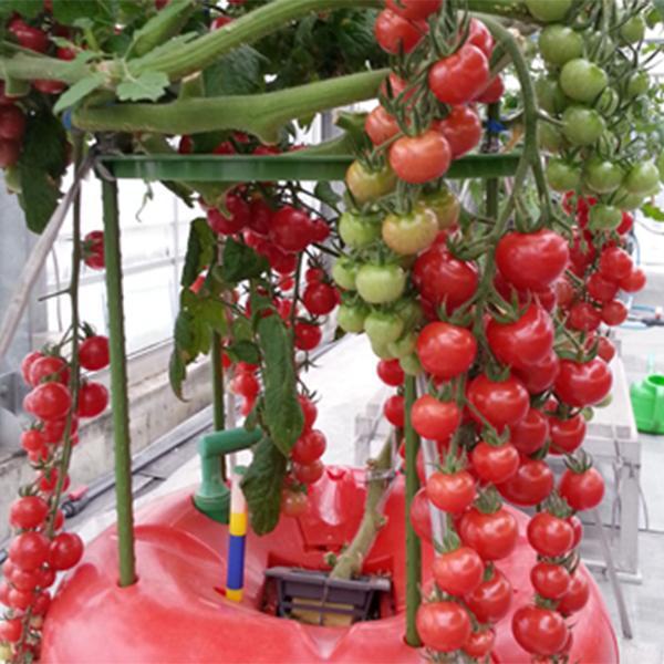 ホームハイポニカ　水耕栽培セット　PLAABO プラーボ ホームハイポニカ PLAABO – ハイポニカ | 協和株式会社 ハイポニカ事業本部