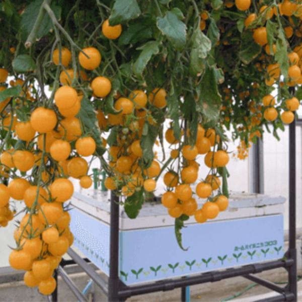 ホームハイポニカ　水耕栽培　家庭菜園 水耕栽培キット 家庭用 家庭菜園 野菜作り 屋内 水耕栽培 セット プロ