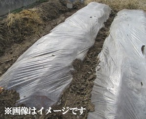 透明マルチ マルチシート センターライン入り 幅95cm 長さ0m 5本セット家庭菜園 園芸 農業 資の通販はau Pay マーケット エスエスネット